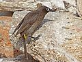 Cape Bulbul RWD