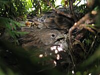 Carduelis cannabina-young in nest