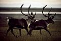 Caribou near Prudhoe Bay, 1973