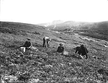 Children picking blueberries, Anvil Creek, vicinity of Nome, Alaska, ca 1901 (HEGG 30).jpeg