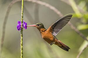 Cinnamon hummingbird (Amazilia rutila) in flight Los Tarrales.jpg