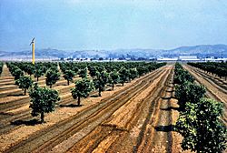 Citrus groves in Placentia, 1961