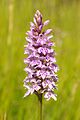 Common Spotted Orchid (Dactylorhiza fuchsii) - geograph.org.uk - 1359262