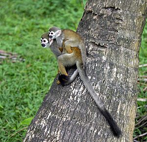 Common squirrel monkey Saimiri sciureus îlet la Mère French Guiana 2013.jpg