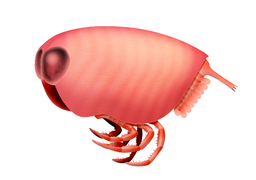 Concavicaris georgeorum