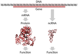 DNA to protein or ncRNA