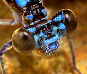 Damselfly 2