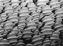 Denticules cutanés du requin citron Negaprion brevirostris vus au microscope électronique à balayage