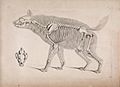 Die vergleichende Osteologie (1821) Hyaena hyaena