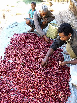 East timor coffee