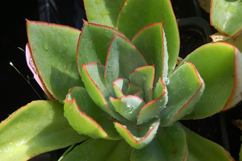 Echeveria subrigida1