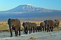 Elephants at Amboseli national park against Mount Kilimanjaro
