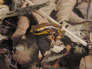 Eleutherodactylus limbatus.jpg