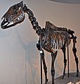 Equus occidentalis skeleton