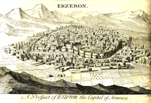 Erzeron Tournefort