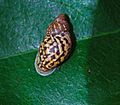 Eua zebrina D. Clark USFWS (22057145545)