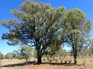 Eucalyptus caleyi.jpg