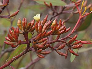 Eucalyptus desmondensis buds (2)