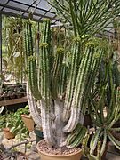 Euphorbia handiensis 23311