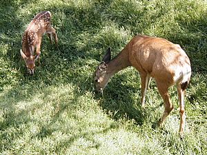 Fawn and mother