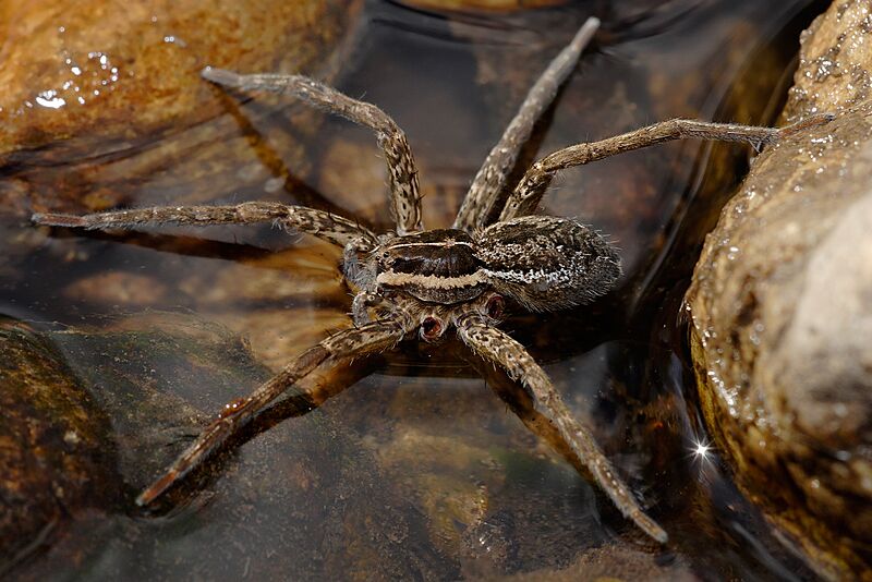 Fishing spider autotomy