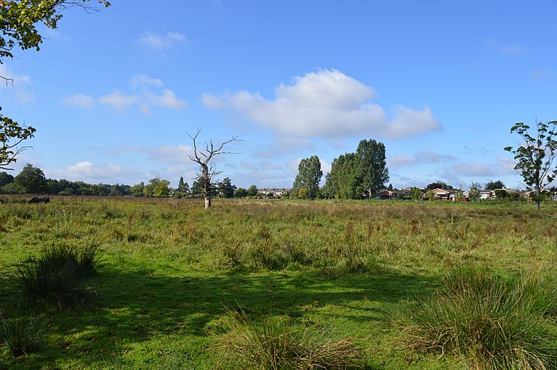 Flitwick Moor 13