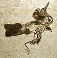 Fossil bird (Green River Formation, Lower Eocene; Fossil Lake Basin, southwestern Wyoming, USA) (15529177925)