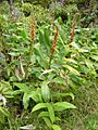 GingerPlant