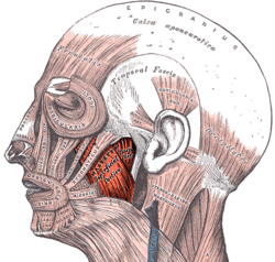 Gray378 (masseter highlight).png