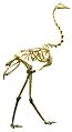 Greater rhea skeleton