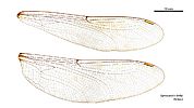 Gynacantha kirbyi female wings (35019602276)