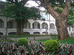 HK Kln Park 香港文物探知館 Heritage Discovery Centre Saturday Tree