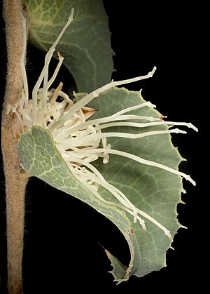 Hakea conchifolia - Flickr - Kevin Thiele.jpg