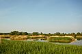 Ham Wall reedbeds
