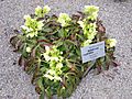 Helleborus argutifolius - Innsbruck Botanical Garden