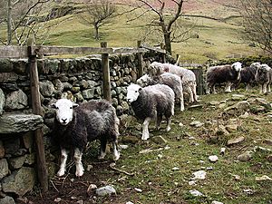 Herdwicks Lake District