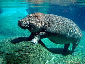 Hippopotamus in San Diego Zoo