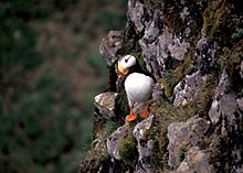 Horned Puffin, Hall Island