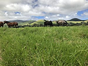 Horses at Puuopelu 