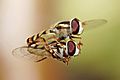 Hoverflies mating midair