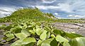 Ipomoea pes-caprae subsp. brasiliensis near Potzuliao Harbor, Yunlin