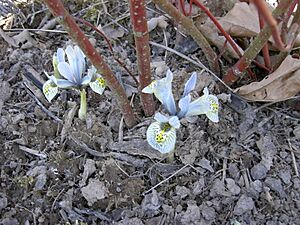 Iris Katharine Hodginkin220303