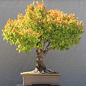 Japanese Zelkova bonsai 16, October 10, 2008