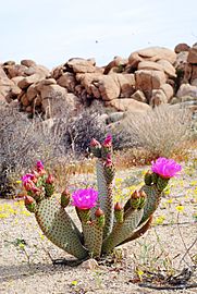 Joshua Tree National Park - Beavertail Cactus (Opuntia basilaris) - 12