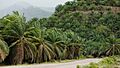 Kunak-District Sabah Oil-palm-plantation-01