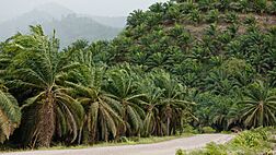 Kunak-District Sabah Oil-palm-plantation-01