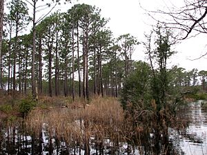 Lake Croatan Natl Forest 3970