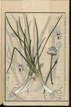 Leiden University Library - Seikei Zusetsu vol. 24, page 008 - 浅葱 - Allium schoenoprasum L., 1804