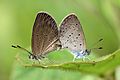 Lesser grass blues (Zizina otis lampa) mating S