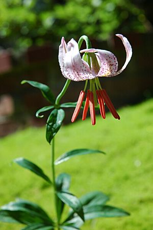 Lilium kellogii 2.jpg